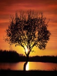Sunset Tree Water