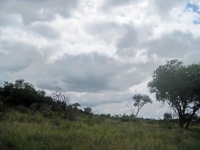 South African Landscape With Tree