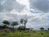 South African Landscape With Trees