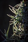 Spiky Leaves Of Epiphyte