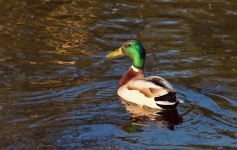 Mallard Duck Drake Lake