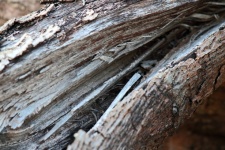 Strands On Splitting Deadwood