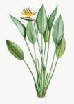 Strelitzia Parrot Flower Blossom