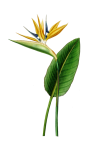 Strelitzia Parrot Flower Blossom