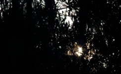 Sunburst Seen Through Dark Branches