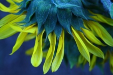Sunflower With Flower Head Turned