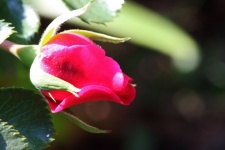 Sunlight On Pink Rosebud In Garden
