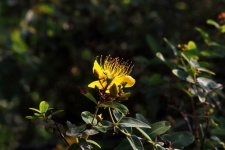 Sunlight On Yellow Hypericum Flower
