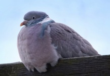 Pigeon Bird Plumage City