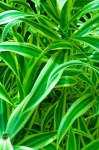 Thin Green Leaves