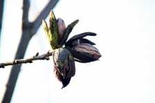 Three Ripe Pecan Nuts In Husks