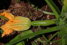 Tiny Squash Behind A Yellow Flower