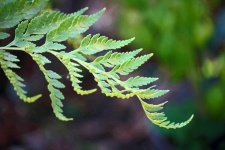 Tip Of Green Fern Leaf In Summer