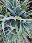 Top Of Aloe Vera Plant