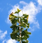 Top Of Changing Ginkgo Biloba Tree