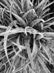 Top View Of Aloe Vera Plant