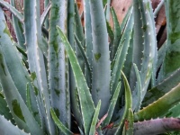 Top View Of Thorny Aloe Vera