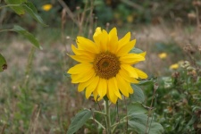 Sunflower, Summer Flower