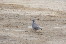 Dove On The Sand