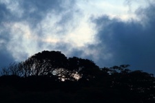 Tree Silhouettes Against Moody Sky