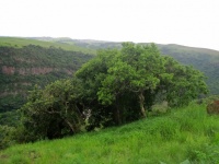 Trees On Green Sloping Hill