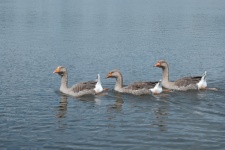 Three Geese On The Pond