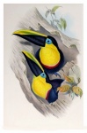 Toucan Bird Vintage Art
