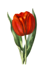 Tulip Blossom Flower Art