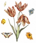 Tulip Blossom Butterfly Vintage