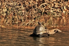 Turtle On Log In Water