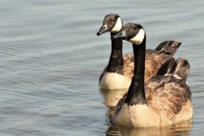 Two Canada Geese On Lake Background