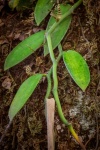 Vanilla Plant
