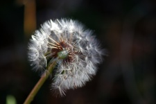 View Of Fluffy White Dandelion Seed