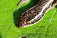 View Of Front Part Of Limp Skink