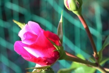 View Of Pink Rose Bud On A Rose