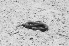 Viper Coiled On The Sand
