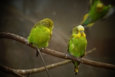 Budgie Parakeet Parrot Bird