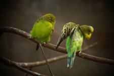 Budgie Parakeet Parrot Bird