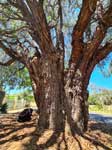 Western Australian Peppermint Tree