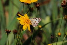 White & Brown Butterfly On Daisy