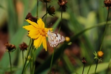 White & Brown Butterfly On Flower