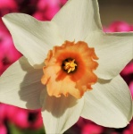 White Daffodil On Pink Close-up