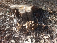 Wild Mushrooms Toadstools