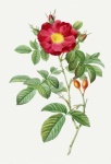 Wild Rose Rose Painted Art
