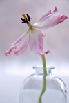 Wilting Spring Flower In Vase