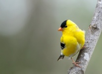 Yellow Bird With Black Wings