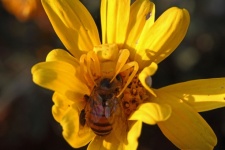 Yellow Crab Spider With A Bee