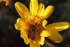 Yellow Crab Spider With A Bee