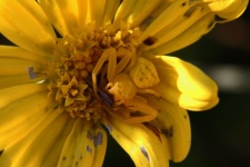 Yellow Flower Crab Spider With Bug