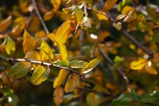 Yellowing Pomegranate Leaves